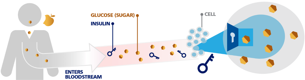 Body breaking down food into glucose to use for energy illustration